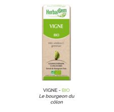 Herbalgem -  VIGNE - BIO Le bourgeon du côlon Gemmothérapie concentré - 30 ml