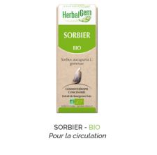 Herbalgem -  SORBIER - BIO Pour la circulation Gemmothérapie concentré - 30 ml