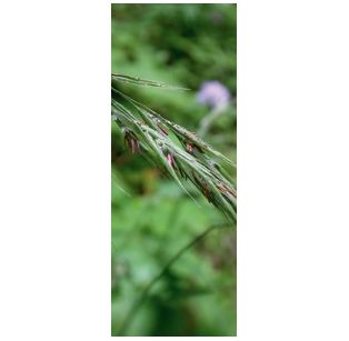 Deva - Fleurs de Bach Elixir - Folle avoine - Wild oat - 10 ml