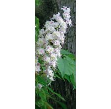Deva - Fleurs de Bach Elixir - Marronnier blanc - White chestnut - 10 ml