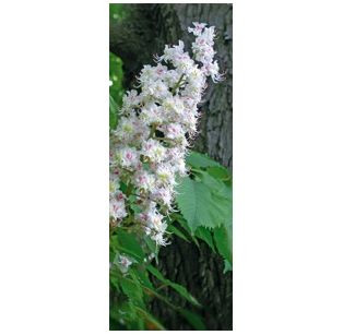 Deva - Fleurs de Bach Elixir - Marronnier blanc - White chestnut - 10 ml