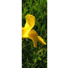 Deva - Fleurs de Bach Elixir - Mimulus jaune - 10 ml