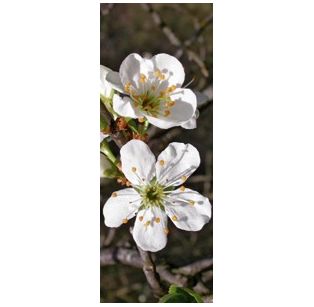 Deva - Fleurs de Bach Elixir - Prunus - Cherry plum - 10 ml